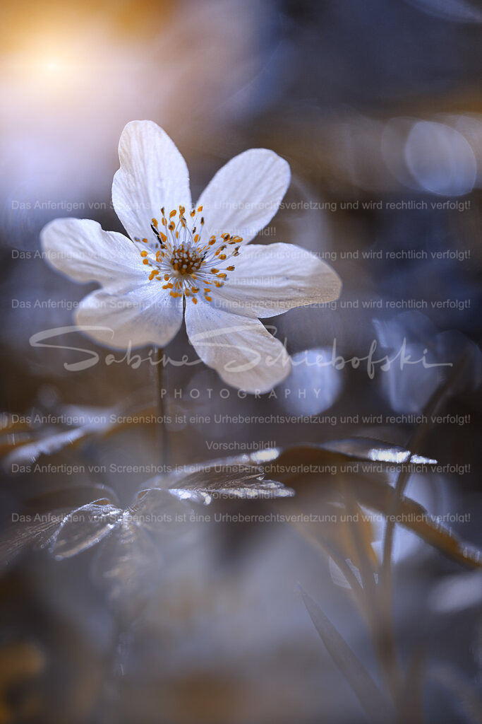 Buschwindröschen im Frühling | Ein Buschwindröschen mit Bokeh blau braunem Hintergrund - Realisiert mit Pictrs.com