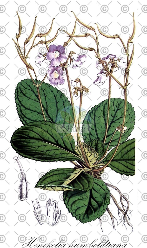 HistAbb_wfo-0000719837_1_ENZY_Simple | Historische Abbildung von Henckelia humboldtiana - Gesneriaceae | Historical Illustration of Henckelia humboldtiana - Gesneriaceae