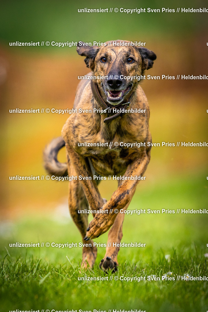 Sven Pries | 2025-04-13 - Hunderennen Baden-Baden - Realisiert mit Pictrs.com