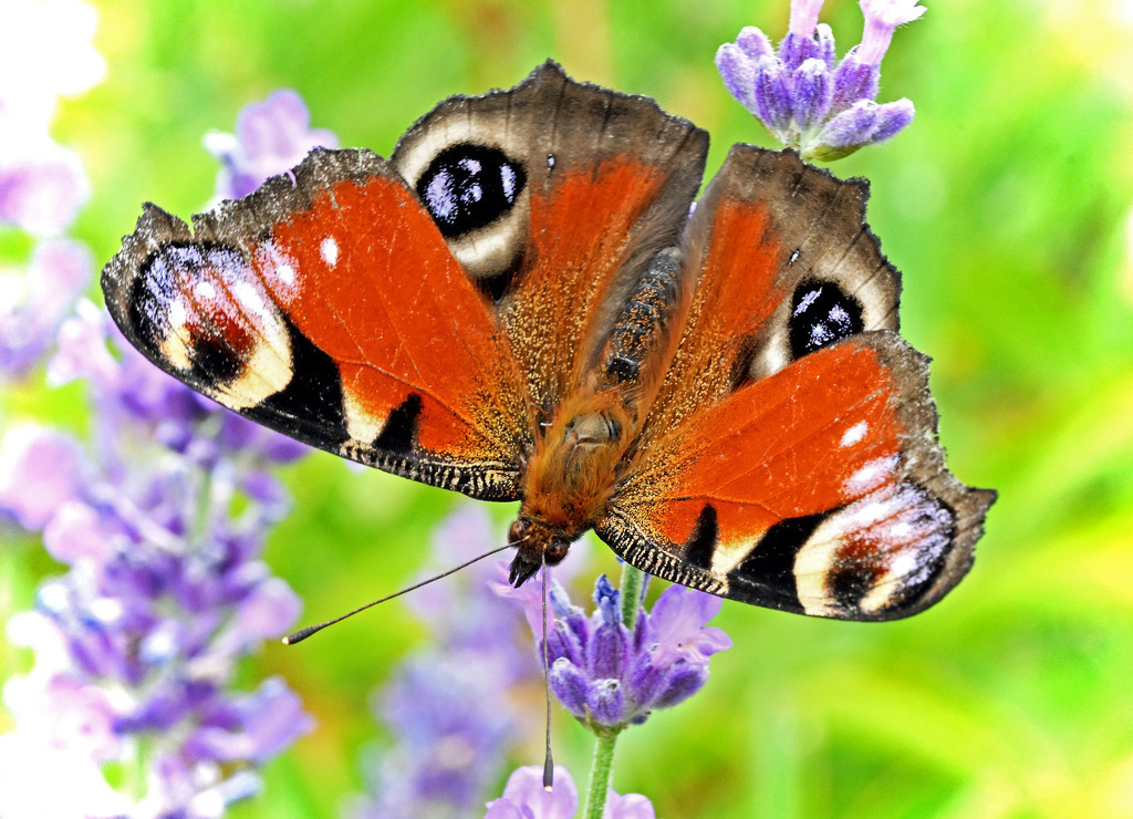 Tagpfauenauge02 | lucisnaturbilder - Realisiert mit Pictrs.com