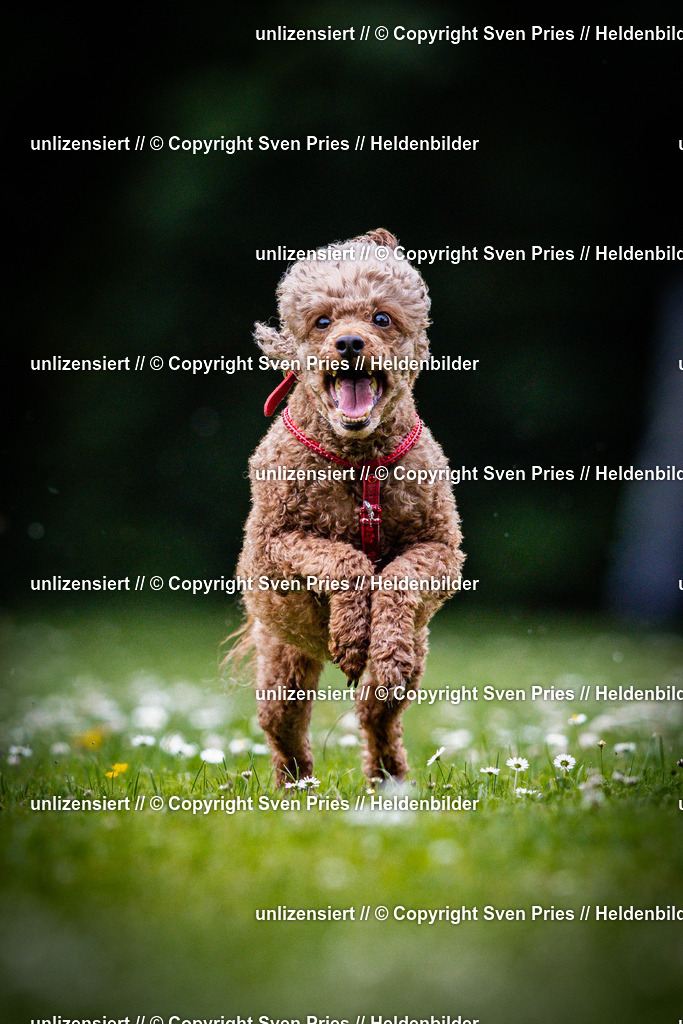 Sven Pries | 2025-05-29 - Pudelrennen KA-Durlach - Realisiert mit Pictrs.com