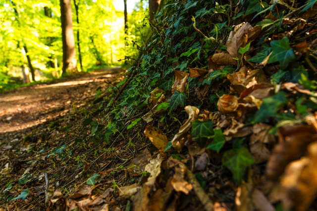 20260503-Efeu mit Weg | Waldweg &amp; Abenteuer in einer Komposition. PRIVAT: Überall wo du Wanderlust brauchstWohnzimmer • Flur • Treppenhaus • Homeoffice • Schlafzimmer B2B: Yoga-Studios, Wellness-Center, Therapiepraxen, Hotels, Naturkurse WELLNESS: Wanderlust &amp; Abenteuer, Waldtherapie &amp; Erdung, Romantische Atmosphäre - Realisiert mit Pictrs.com
