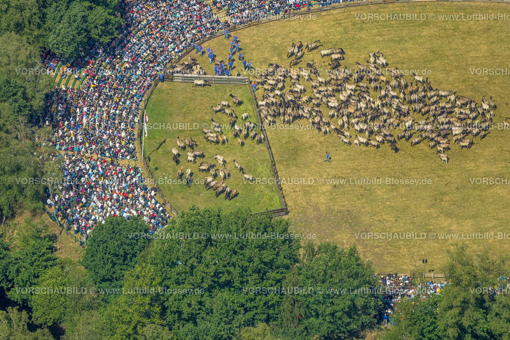 Duelmen220505179MerfelderBruchPferde | Luftbild, Wildpferdefang im Merfelder Bruch bei Dülmen, Arena der Wildpferdebahn, Herzöge von Croÿ Anwesen, Pferdeherde,  Merfeld, Dülmen, Münsterland, Nordrhein-Westfalen, Deutschland