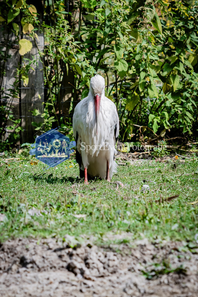 IMG_3620 | SportEventFotografie - Roman Stoiber