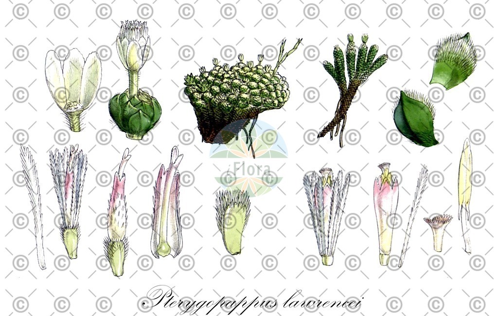 HistAbb_wfo-0000475845_2_ENZY_Simple | Historische Abbildung von Pterygopappus lawrencei - Asteraceae | Historical Illustration of Pterygopappus lawrencei - Asteraceae