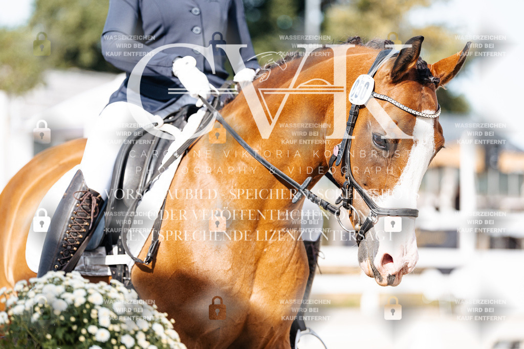 CK905424 | Turnierfotografie Pferdefotografie Trier Rheinland-Pfalz Pferdesport Reitsport Tierfotografie Sportfotografie Pferdevideo Pferdevideografie Equestrianvideography equestrianphotography  - Realisiert mit Pictrs.com