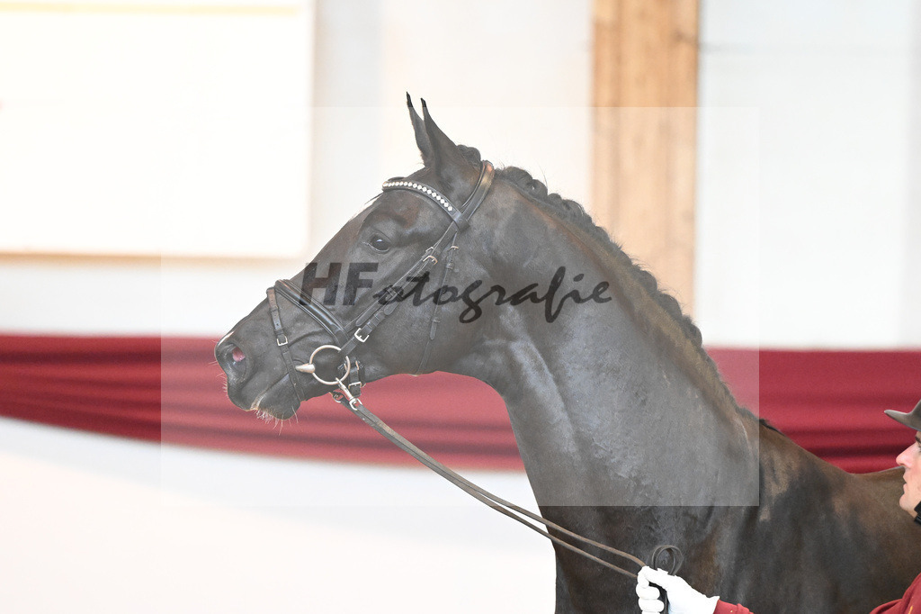 Kat-Nr. 22 v. Don Juan de Hus_Mueller_66220672 | hf-fotografie - Realisiert mit Pictrs.com