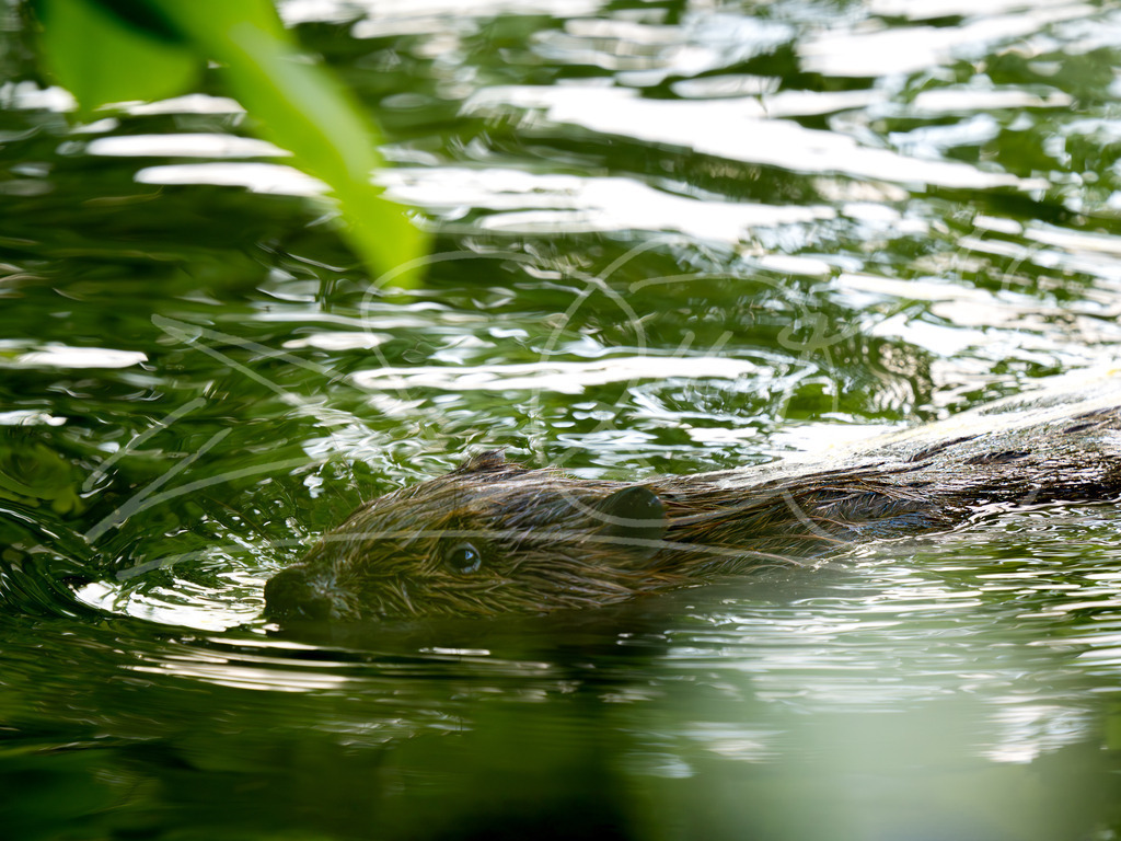 Biber1 | Naturschönheiten aus Deutschland. Pflanzen und Tiere, Insekten und Naturschauspiele. Alle schönen Details, die uns umgeben, fotografiert von Michi Moc.  - Realisiert mit Pictrs.com