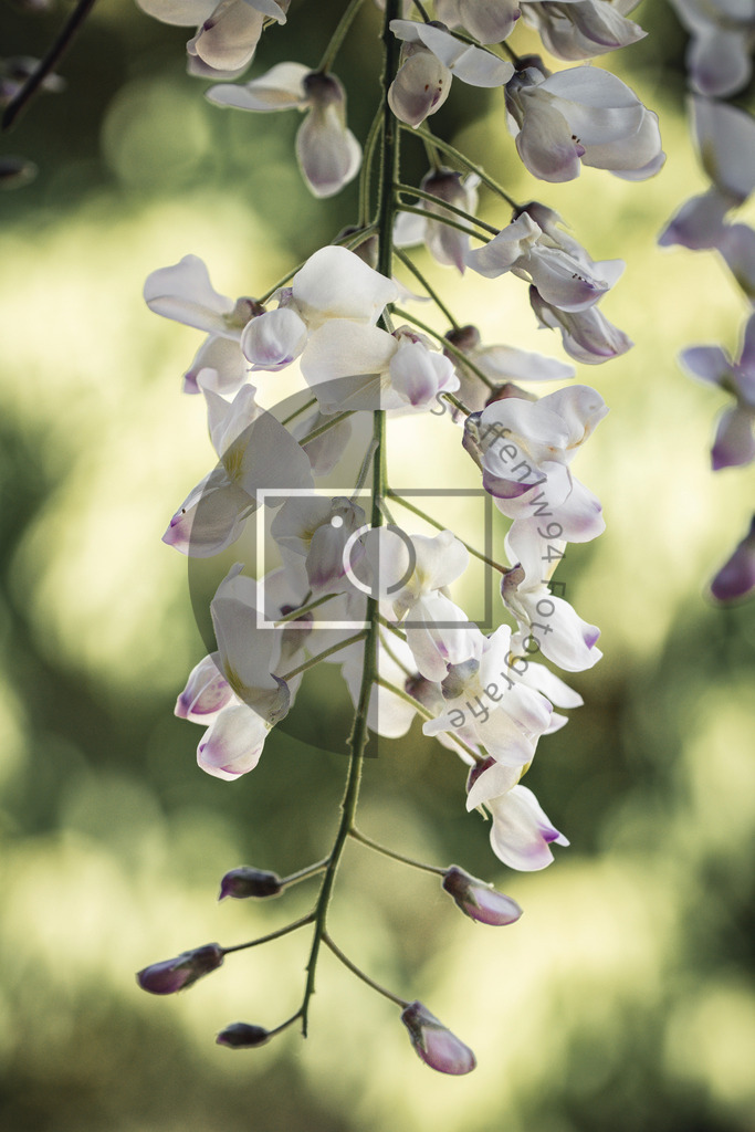 Wandbild Nahaufnahme der Wisteria | Ich bin Fotograf und auf meiner Webseite hast du die Möglichkeit meine fotografie als Wandbilder druckfertig für dein Zuhause zu bestellten. - Realisiert mit Pictrs.com