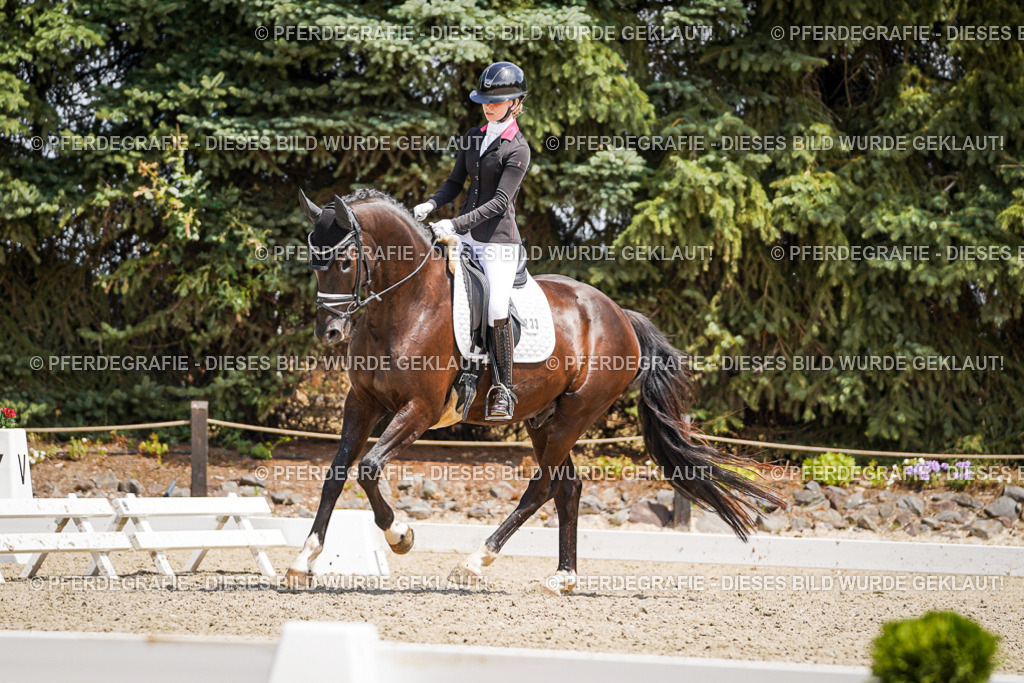 DSC01642 | Pferdegrafie