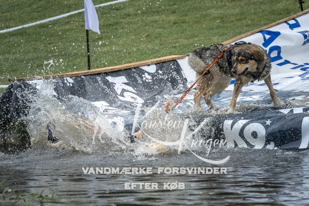 1532_ZZ95433 | kk-dogfotos