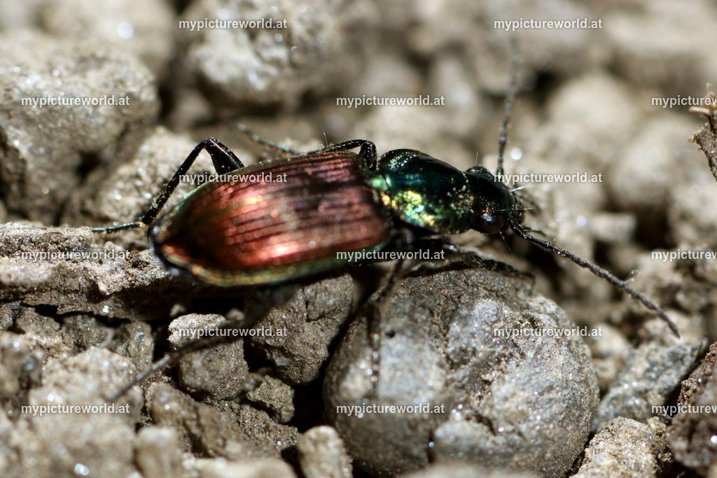 Agonum sexpunctatum-001 | Das Bilderarchiv über Tiere, Planzen und Landschaften. In der Bilddatenbank finden Sie ein große Auswahl an hochwertigen Bilder für Ihre Werbung - Realisiert mit Pictrs.com