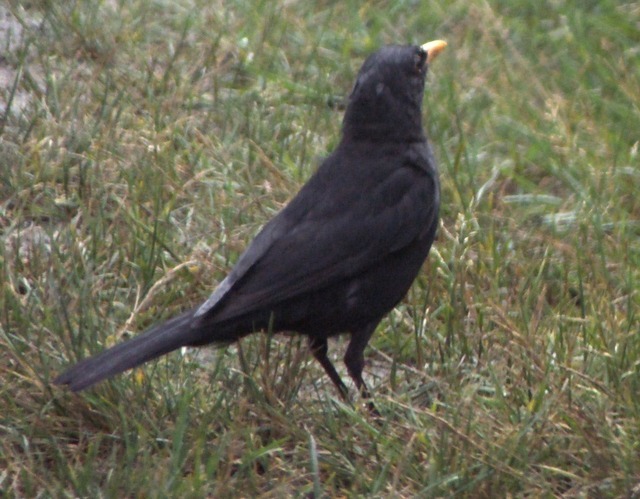 Amselmännchen | Verkauf von Fotos und  Videoclips zumThema Natur.Motive sind Pflanzen, Tiere, Landschaftenund Wetter
