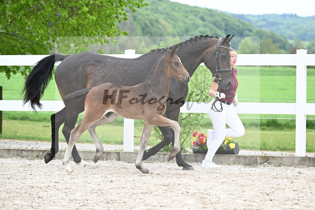 Kat-Nr. 7 HF Be Sure x Lorentin I_Diez_23260829 | hf-fotografie - Realisiert mit Pictrs.com