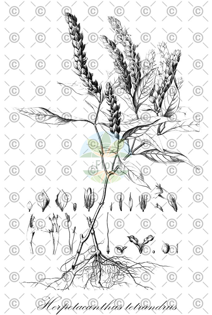 HistAbb_wfo-0000748559_1_ENZY_Simple | Historische Abbildung von Herpetacanthus tetrandrus - Acanthaceae | Historical Illustration of Herpetacanthus tetrandrus - Acanthaceae