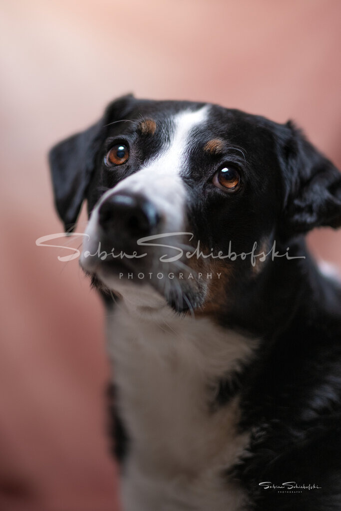 Ebby ❤️ | People- und Tierfotografie, Imageaufnahmen, Veranstaltungsfotografie und Wandbilder aus der Natur ★ Made in Germany ✔️ Druck + Downloads ✔️ Naturfotografie in Top Qualität ★ schneller Versand, weltweite Lieferung! - Realisiert mit Pictrs.com