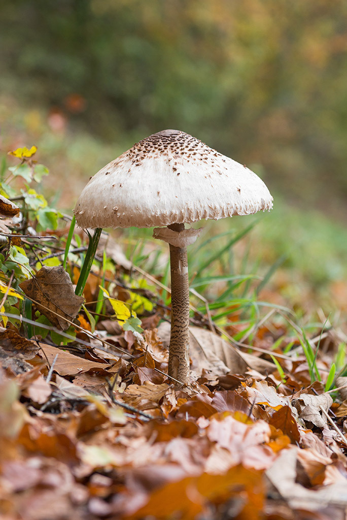 Weisser Pilz | im Herbst. - Realisiert mit Pictrs.com