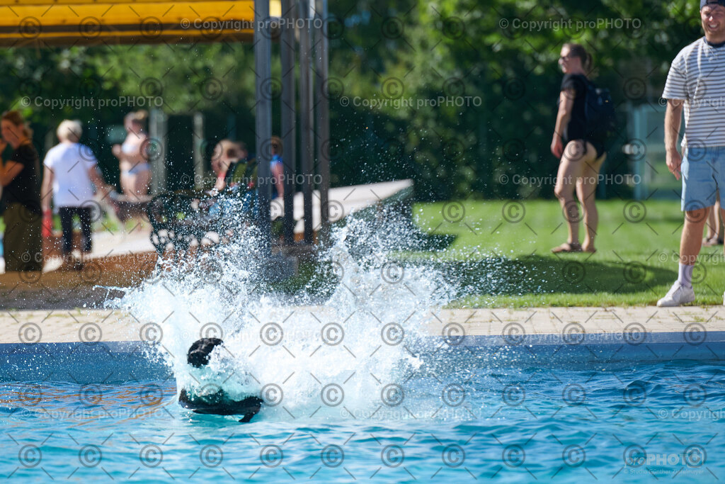 134_202509_4Hundebadetag_NZ9_2538 | proPHOTO - Realisiert mit Pictrs.com