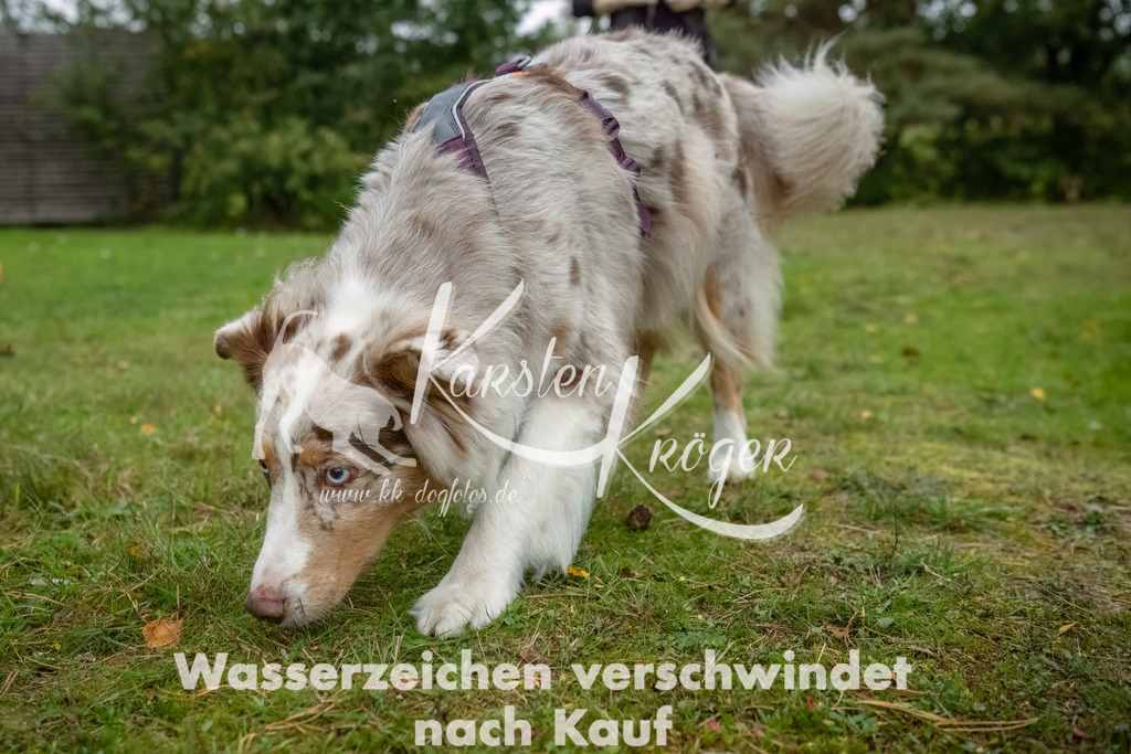 0925_ZZ90507-Bearbeitet | kk-dogfotos