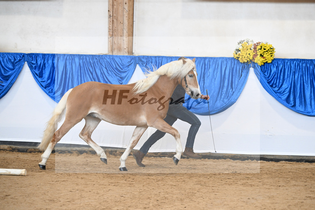 Kat-Nr. 25 Bandit v. Barios_Haflingergestuet Meura_48251050 | hf-fotografie - Realisiert mit Pictrs.com