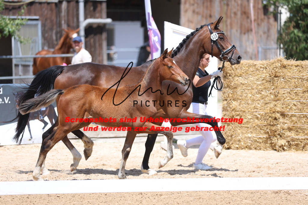 Fohlenschau_Schwäbisch_Hall_springbetonte_Fohlen_KN 38_18 | lmwpictures - Realisiert mit Pictrs.com