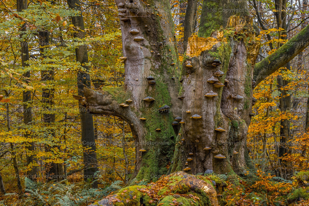 20241112131036D75_8049 | Kaufen sie online außergewöhnliche Fotografien auf Leinwand Acrylglas Fotoprint Aludibond von holgerweigeltfotografie - Realisiert mit Pictrs.com
