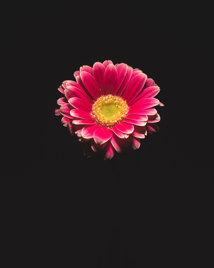 _DSC0223-2 | renerovisanfotoart.com