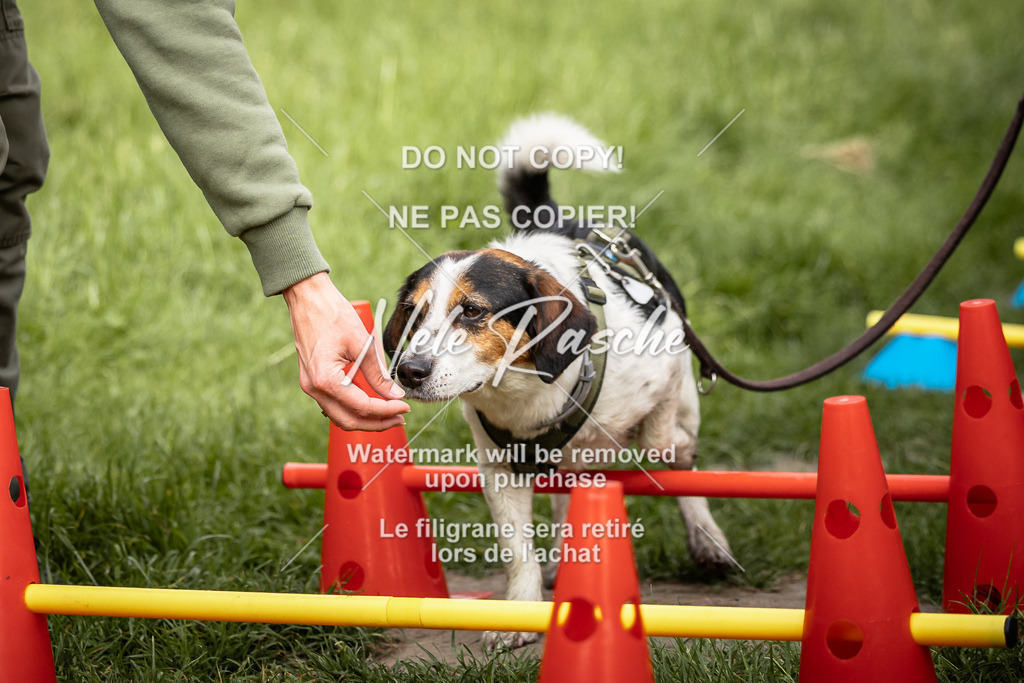 nelerasche_So-earlydog_48 | nelerasche