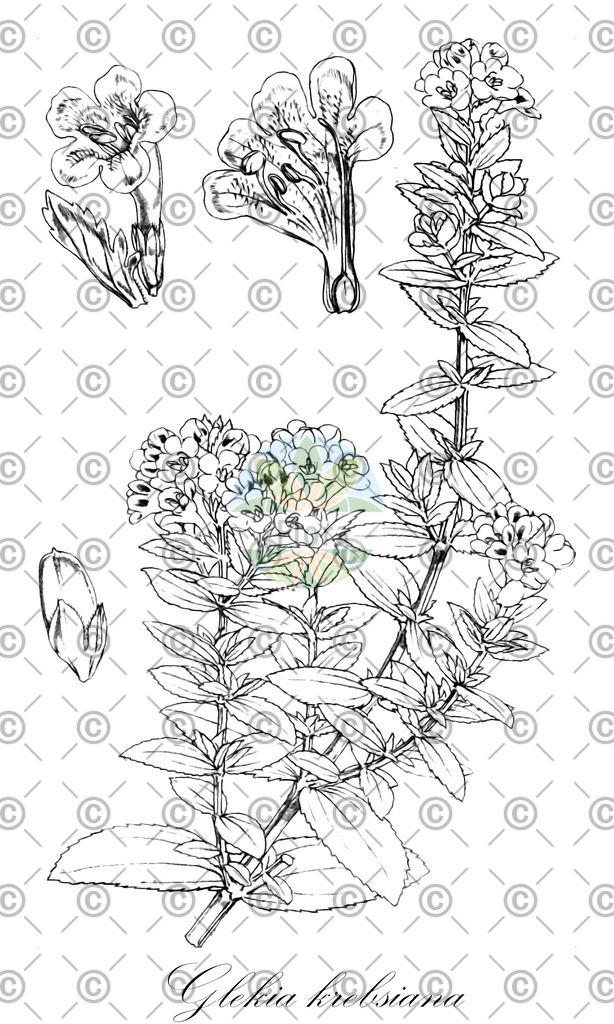 HistAbb_wfo-0000703689_2_ENZY_Simple | Historische Abbildung von Glekia krebsiana - Scrophulariaceae | Historical Illustration of Glekia krebsiana - Scrophulariaceae