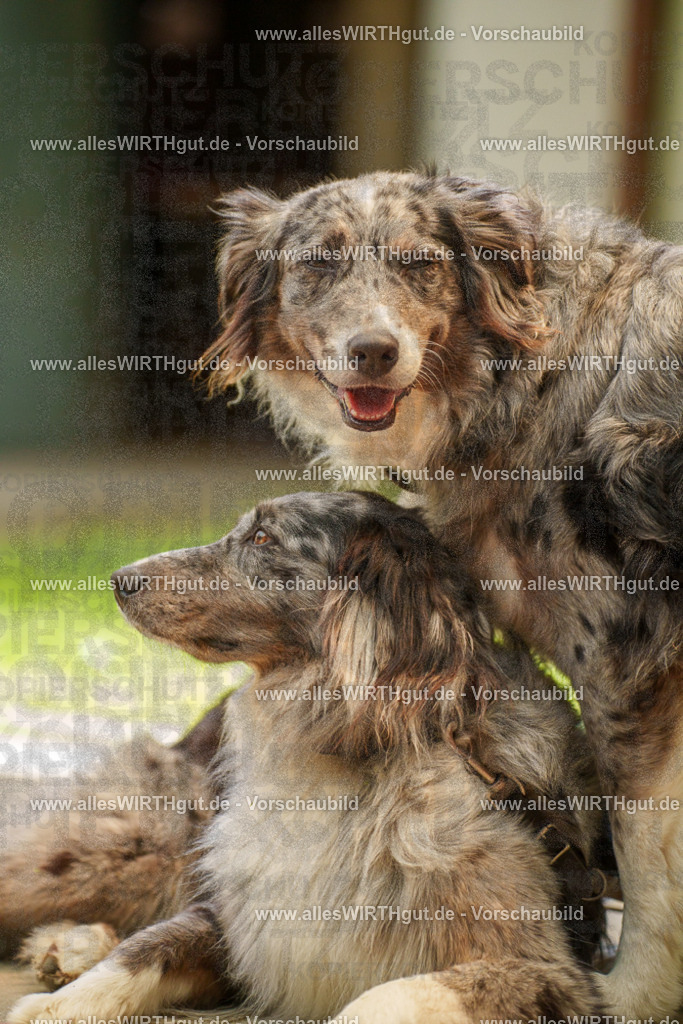 @allesWIRTHgut_Tierfotografie - www.allesWIRTHgut.de - 7R504113 | Professionelle Tierfotografie in Mönchengladbach von Daniel Wirth (allesWIRTHgut). Liebevolle & natürliche Bilder von Hunden & Katzen für unvergessliche Erinnerungen.