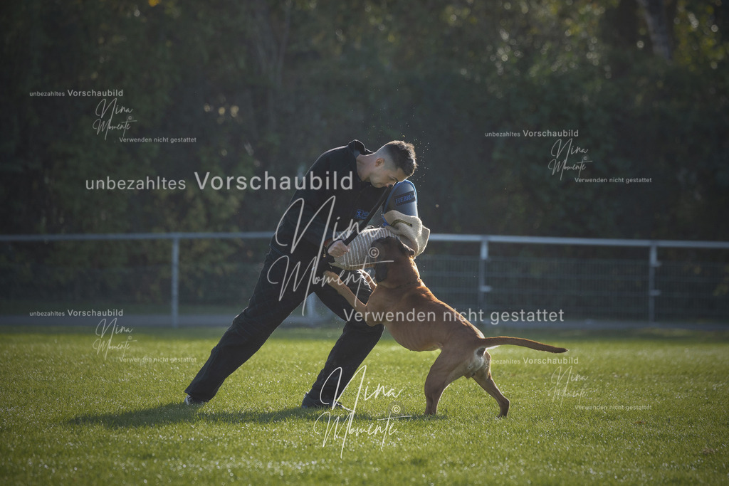 _16A6352-1 | Einzigartige Fotos von Hunden & Menschen –Actionfotos, Portraits, Vereinsaufnahmen & Paarshootings – authentisch, lebendig & mit Herz.