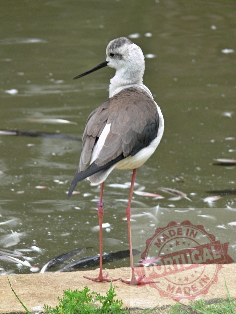 Black-necked stilt standing on pond shore | Black-necked stilt standing on the edge of a murky water pond - Realisiert mit Pictrs.com