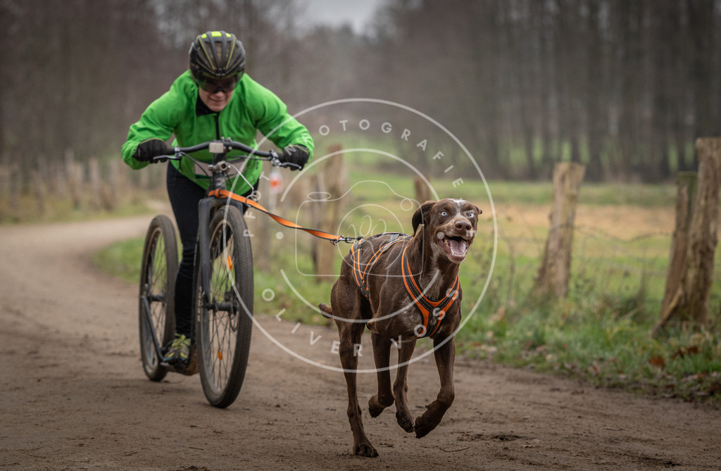 Pfotenfotografie_DV3A2365 | Hundefotografie, Tierfotograf, Pfotenfotografie, Fotoshooting Hund, Hunde Portrait, Hundesport, Hundeportraits, Heideshooting, Hunde, Sportfotograf, Hundefotograf, Turnierhundsport, THS,  - Realisiert mit Pictrs.com