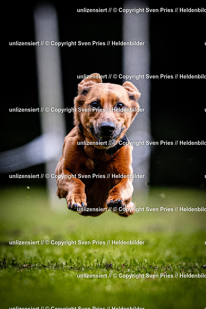 Sven Pries | 2025-10-03 - Hunderennen Obergrombach - Realisiert mit Pictrs.com
