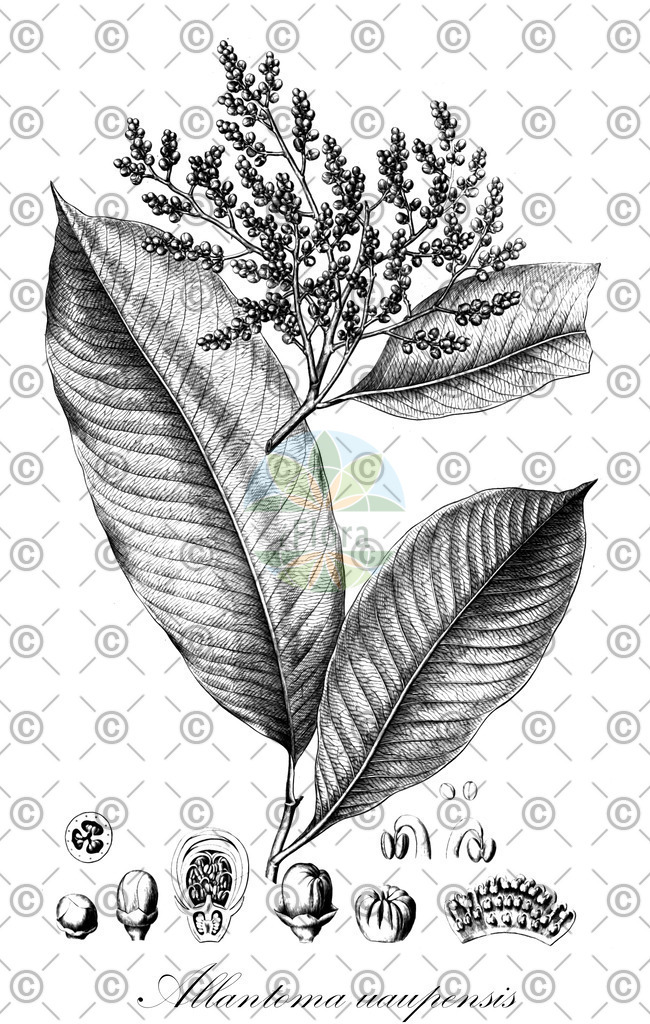 HistAbb_wfo-0000834989_1_ENZY_Simple | Historische Abbildung von Allantoma uaupensis - Lecythidaceae | Historical Illustration of Allantoma uaupensis - Lecythidaceae