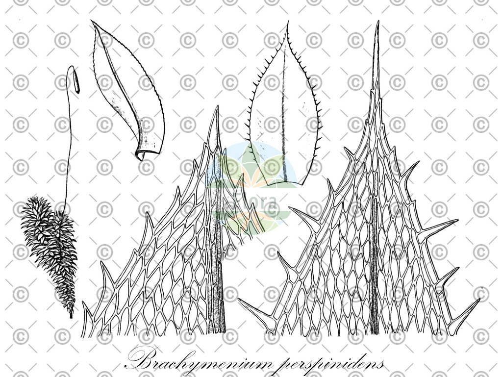 HistAbb_wfo-0001154859_1_ENZY_Simple | Historische Abbildung von Brachymenium perspinidens - Bryaceae | Historical Illustration of Brachymenium perspinidens - Bryaceae