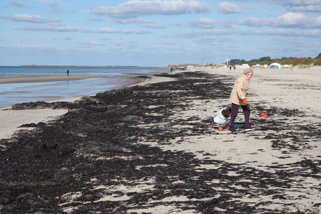 Black algae good for fertilizing | foto-focus-online