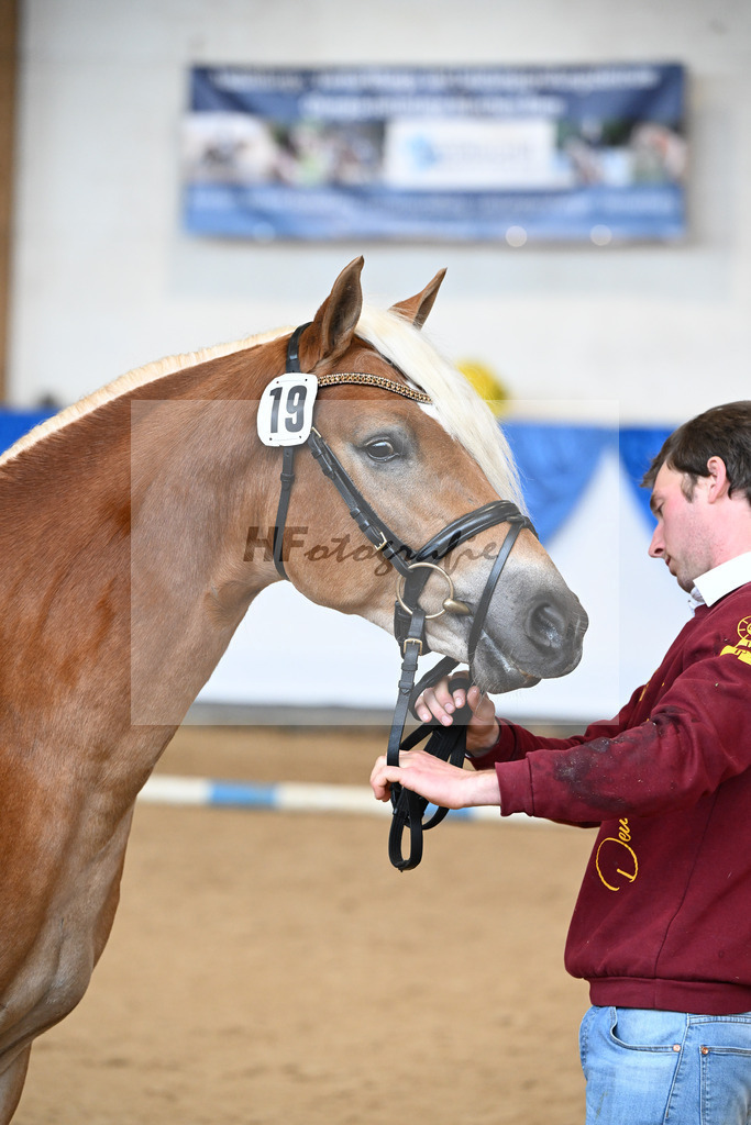 Kat-Nr. 19 Stelius v. Status Quo_Reiser_48250963 | hf-fotografie - Realisiert mit Pictrs.com