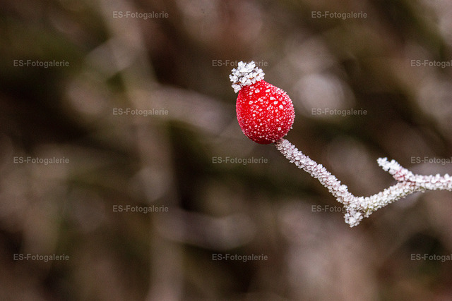 Winterfrost