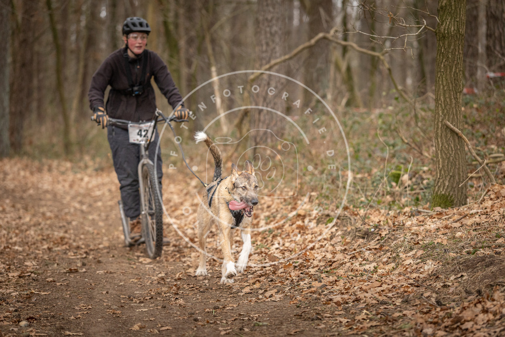 Pfotenfotografie_DV3A0869 | Hundefotografie, Tierfotograf, Pfotenfotografie, Fotoshooting Hund, Hunde Portrait, Hundesport, Hundeportraits, Heideshooting, Hunde, Sportfotograf, Hundefotograf, Turnierhundsport, THS,  - Realisiert mit Pictrs.com