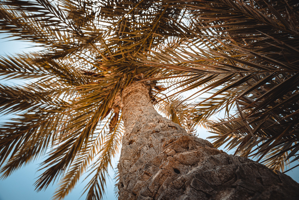 Palmen am Meer | fotografie-bernd-pfalzgraf - Realisiert mit Pictrs.com