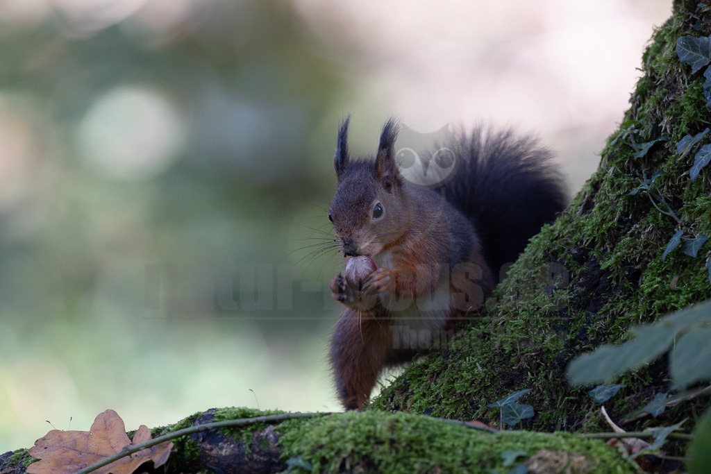 20231112115210-5 | Eurasische Eichhörnchen (Sciurus vulgaris) leben in Nadel-, Laub- und Mischwäldern mit alten Baumbeständen und sind fast in ganz Europa verbreitet. In Deutschland und vielen anderen Ländern haben sie sich auch städtische Lebensräume erschlossen. Sie halten sich gern in der Nähe von Menschen auf und sind in Gärten und Parks zu finden, solange es dort genügend Nahrung und Unterschlupf gibt. - Realisiert mit Pictrs.com