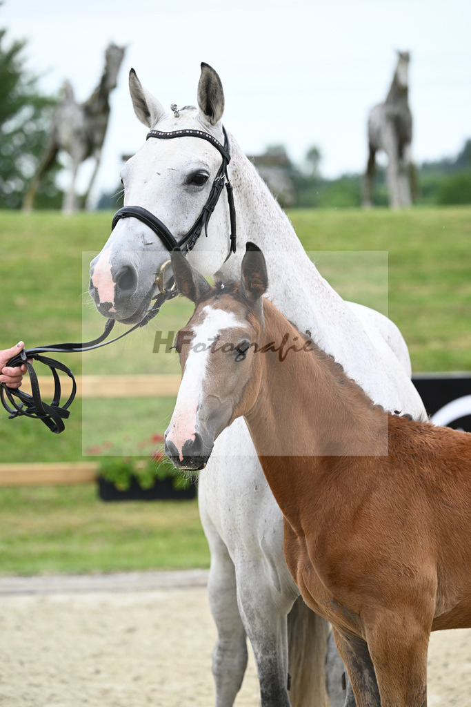 Kat-Nr. 2 HF Aganix Du Seigneur_Fischer_17230080 | hf-fotografie - Realizzato con Pictrs.com