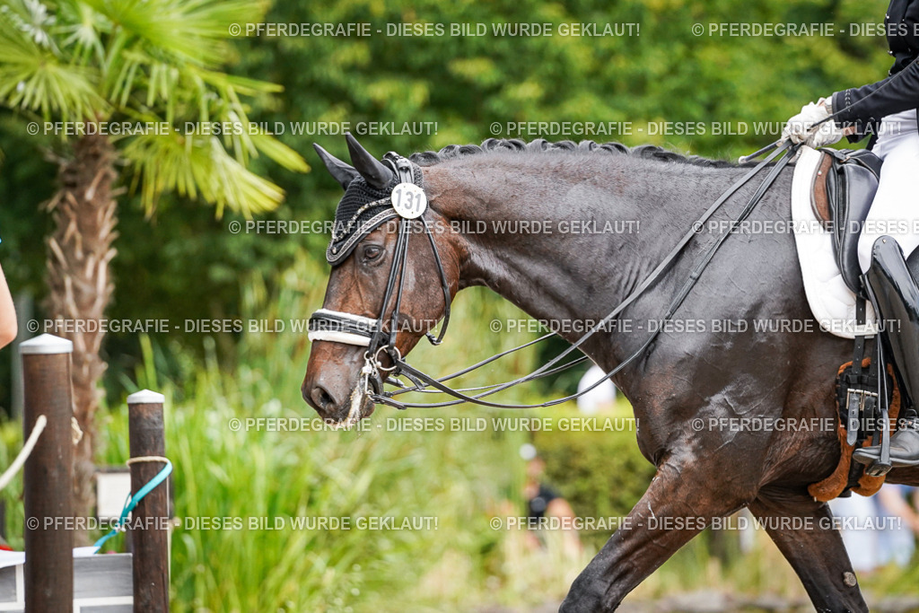 DSC06852 | Pferdegrafie