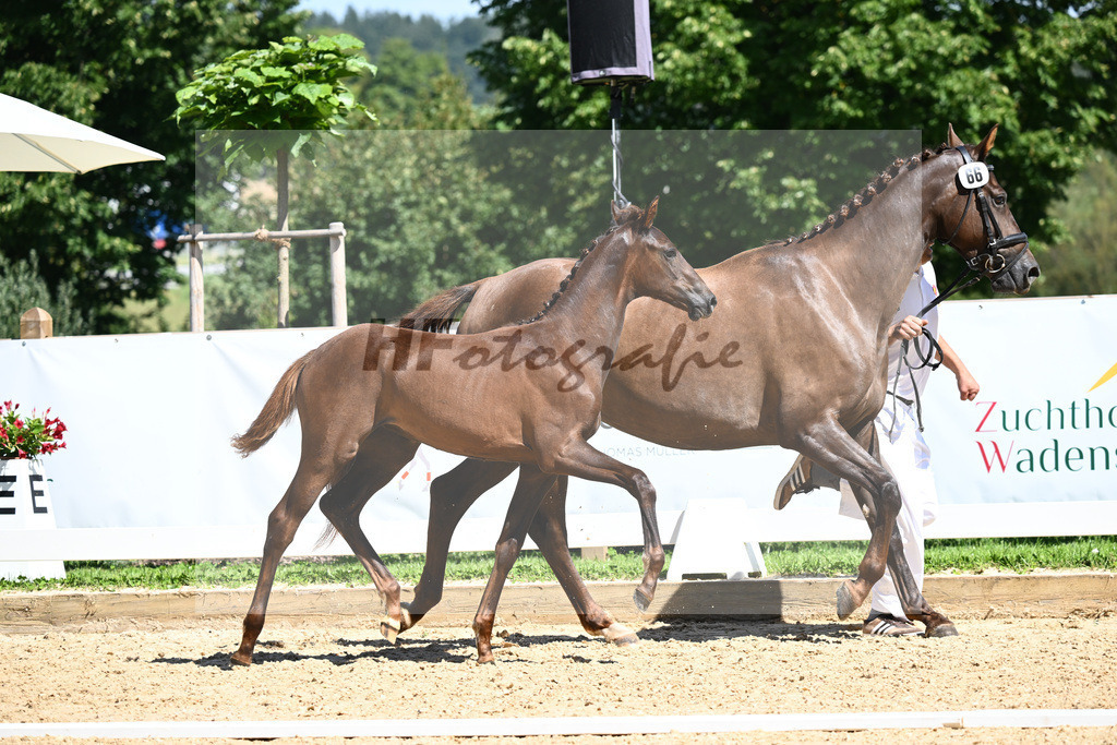 Kat-Nr. 66 SF DSP Feliciano x Damon Cello_Katzke_27230884 | hf-fotografie - Realisiert mit Pictrs.com