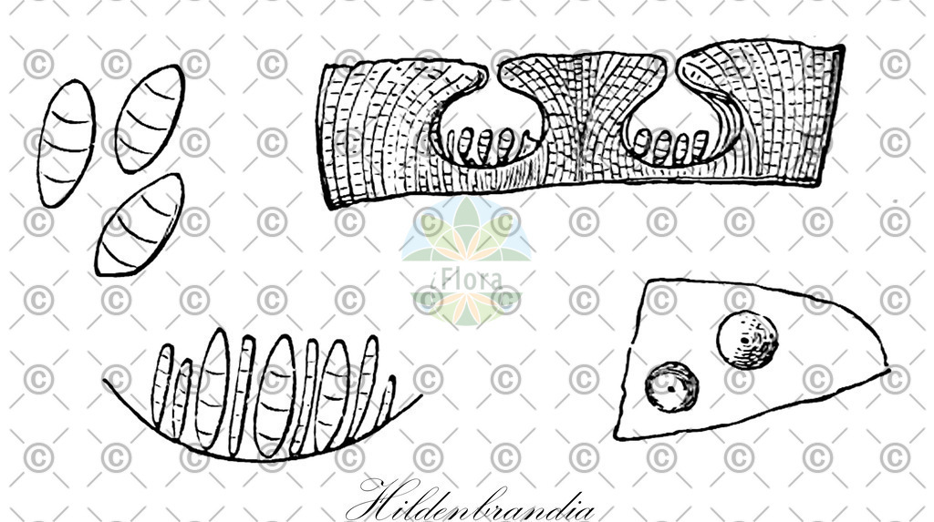 HistAbb_wfo-0000723338_1_ENZY_Simple | Historische Abbildung von Hildenbrandia - Hildenbrandiaceae (0) | Historical Illustration of Hildenbrandia - Hildenbrandiaceae (0)