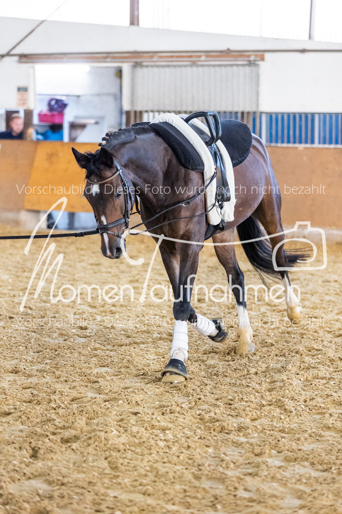 VTD-Voltigierpferde-041 | MomenTaufnahmen Pferdesportfotos