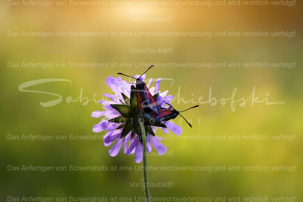 Wandbild Blume mit Widderchen (Schmetterling) | People- und Tierfotografie, Imageaufnahmen, Veranstaltungsfotografie und Wandbilder aus der Natur ★ Made in Germany ✔️ Druck + Downloads ✔️ Naturfotografie in Top Qualität ★ schneller Versand, weltweite Lieferung! - Realisiert mit Pictrs.com