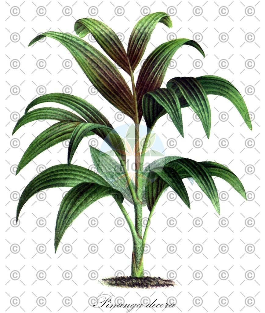 HistAbb_wfo-0001062692_1_ENZY_Simple | Historische Abbildung von Pinanga decora - Arecaceae | Historical Illustration of Pinanga decora - Arecaceae