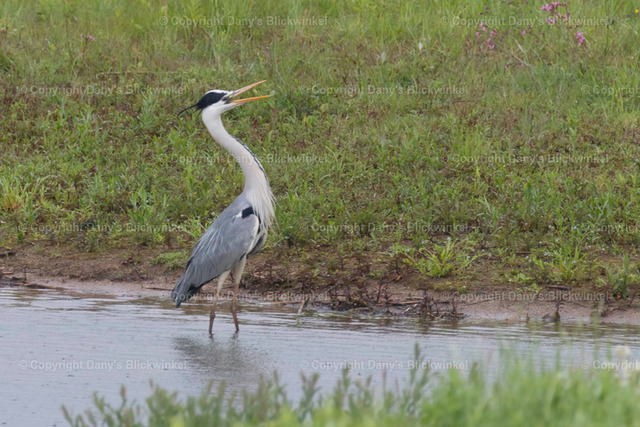 201726 | Tierfotografie, Tierkalender, Tierbilder, Insekten, Spinnen, Vögel, Schmetterling, Libellen, Leinwand, Colorkey, Qualität, Geschenkartikel, Geschenk - Realisiert mit Pictrs.com